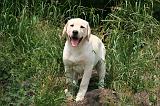 LABRADOR 1263